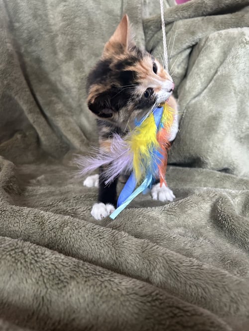 FIONA - Domestic Short Hair available for adoption