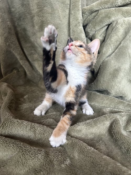 FIONA - Domestic Short Hair available for adoption