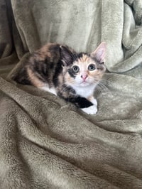 Fiona - Photo 4