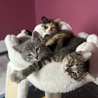 Fiona - Photo 5