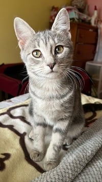 Journey (bonded with Trixter) - Photo 7