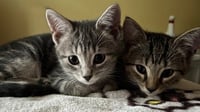 Journey (bonded with Trixter) - Photo 1