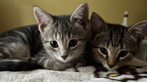 JOURNEY (BONDED WITH TRIXTER) - Domestic Short Hair available for adoption