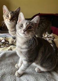 Journey (bonded with Trixter) - Photo 6