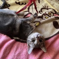 Journey (bonded with Trixter) - Photo 2