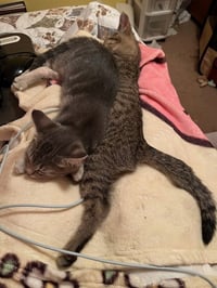 Journey (bonded with Trixter) - Photo 8