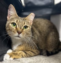 Cora - Photo 4