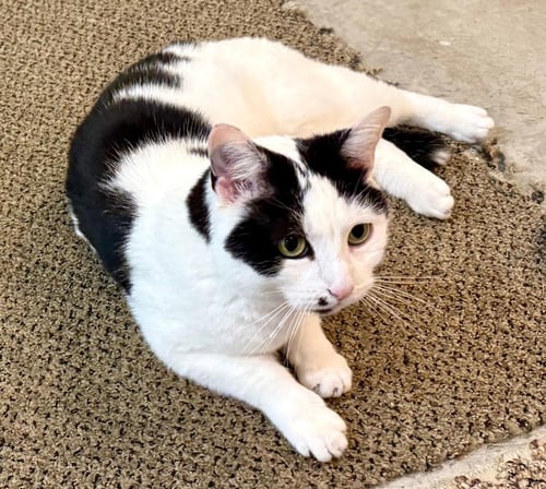 DEE DEE - Domestic Short Hair available for adoption