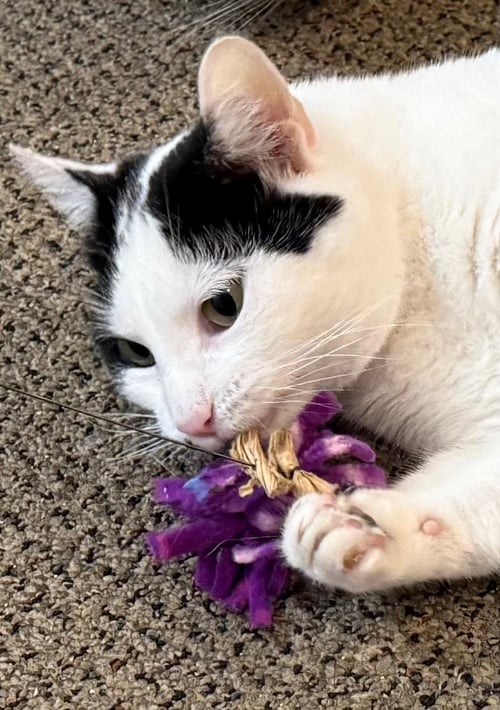 DEE DEE - Domestic Short Hair available for adoption