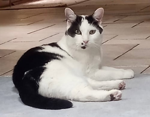DEE DEE - Domestic Short Hair available for adoption