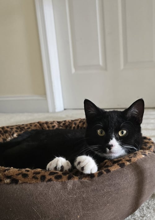 FRED - Domestic Short Hair available for adoption