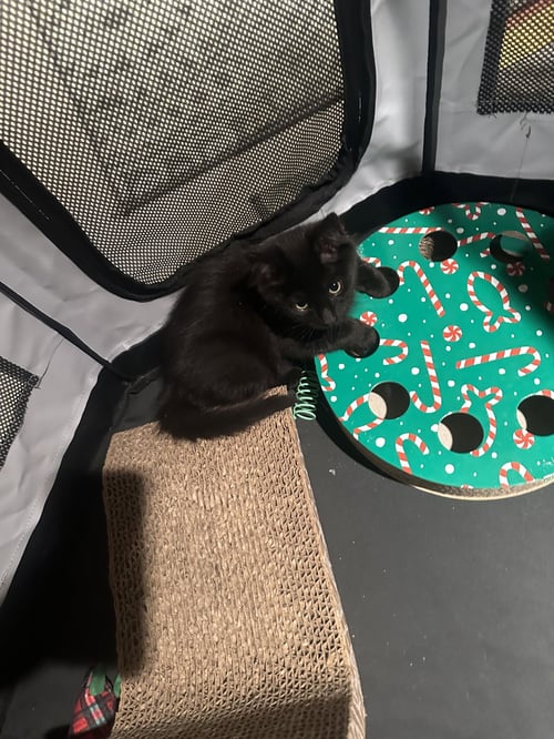 ARWEN - Domestic Medium Hair available for adoption