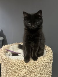 Arwen - Photo 1