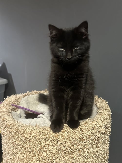 ARWEN - Domestic Medium Hair available for adoption