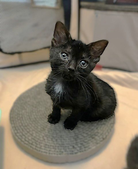 AGGIE (AND TOPAZ) - Domestic Short Hair available for adoption