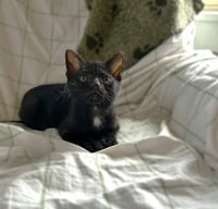 Aggie (and Topaz) - Photo 2