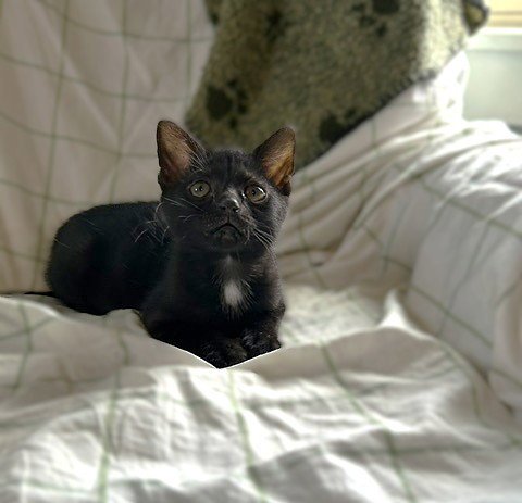 AGGIE (AND TOPAZ) - Domestic Short Hair available for adoption
