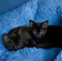 Aggie (and Topaz) - Photo 4