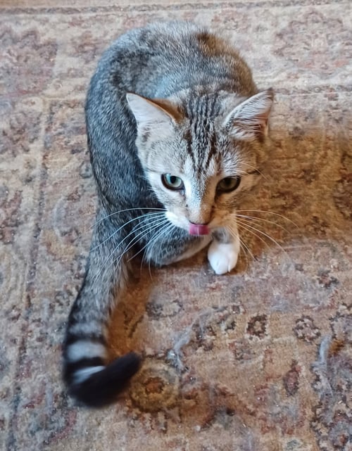 COCO - Domestic Short Hair available for adoption