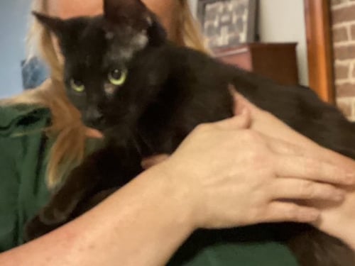 ABERDEEN - Domestic Short Hair available for adoption