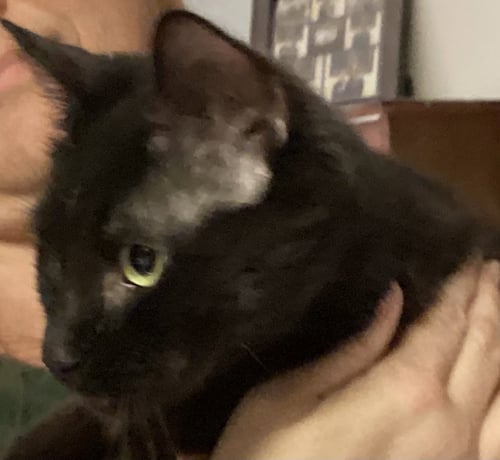 ABERDEEN - Domestic Short Hair available for adoption