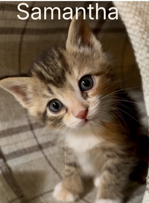 SAMANTHA - Domestic Short Hair available for adoption