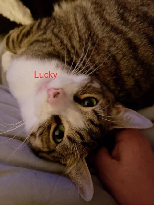 LUCKY R - Domestic Short Hair available for adoption