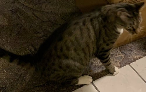 ALASTAIR - Domestic Short Hair available for adoption