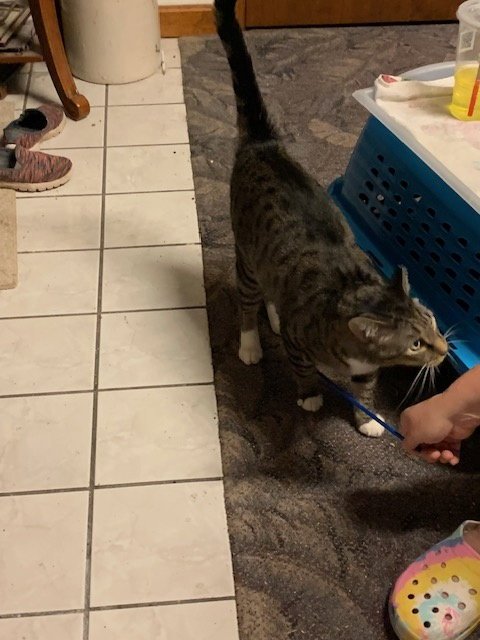 ALASTAIR - Domestic Short Hair available for adoption