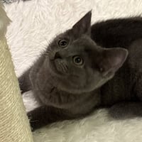 Myki Meeks (fun little guy) - Photo 1