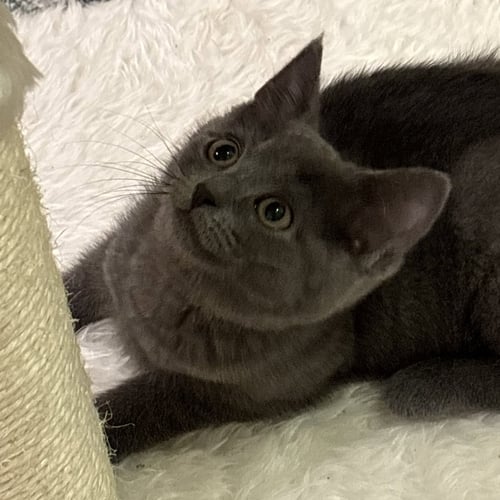 MYKI MEEKS (FUN LITTLE GUY) - Domestic Short Hair available for adoption