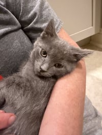 Myki Meeks (fun little guy) - Photo 2