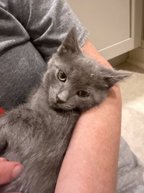 MYKI MEEKS (FUN LITTLE GUY) - Domestic Short Hair available for adoption