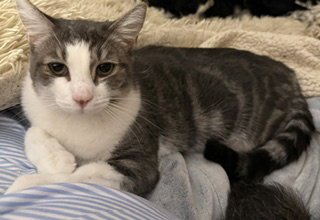 JOVIE - Domestic Short Hair available for adoption