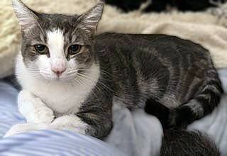 JOVIE - Domestic Short Hair available for adoption