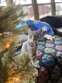 Gambit - Photo 4