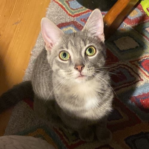 GAMBIT - Domestic Short Hair available for adoption