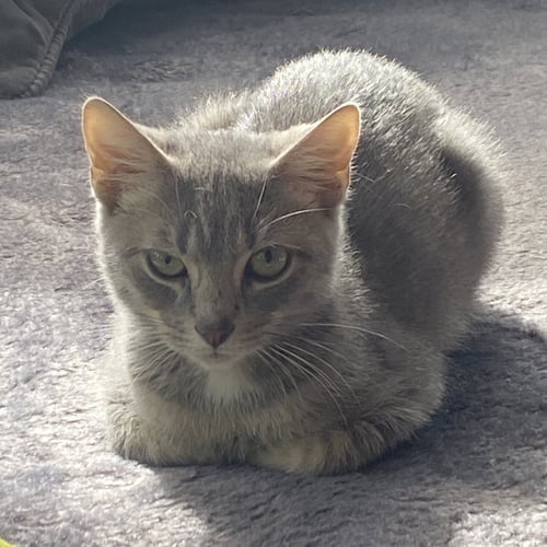 GAMBIT - Domestic Short Hair available for adoption