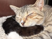 Darla (adopt with BFF Loki) - Photo 1