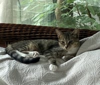 Darla - Photo 7