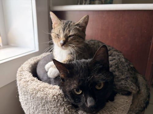 DARLA - Domestic Short Hair available for adoption