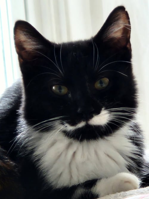 SHREK - Domestic Short Hair available for adoption