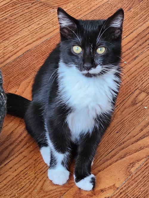 SHREK - Domestic Short Hair available for adoption