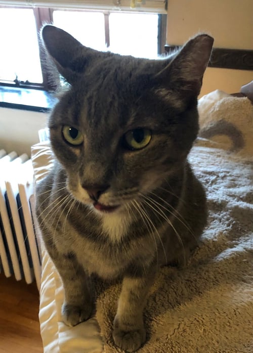 AUDI - Domestic Short Hair available for adoption