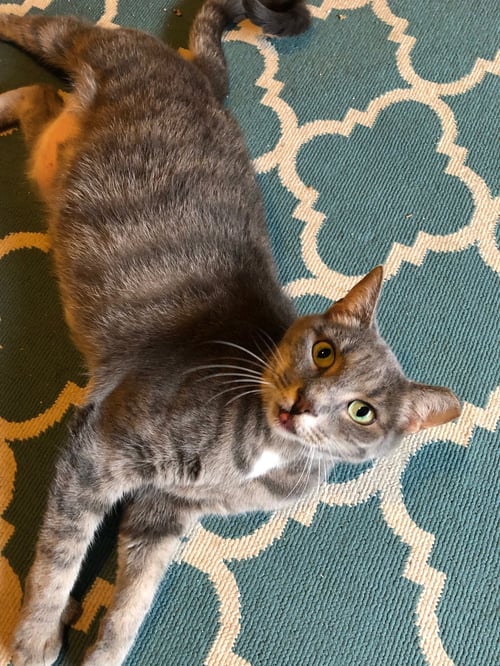 AUDI - Domestic Short Hair available for adoption