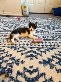 Dwight - Photo 1