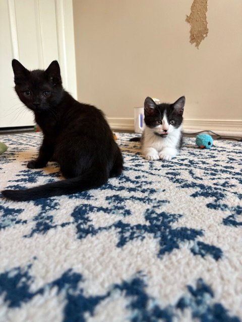 DWIGHT - Domestic Short Hair available for adoption
