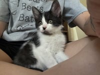 Dwight - Photo 4