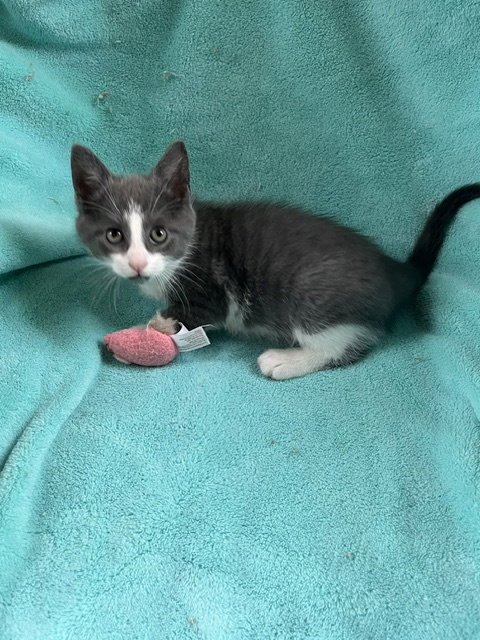 CICERO - Domestic Short Hair available for adoption