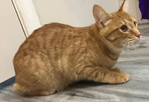 MERT - Domestic Short Hair available for adoption
